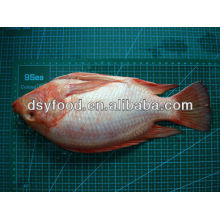 W/R Frozen Red Tilapia IQF WGS